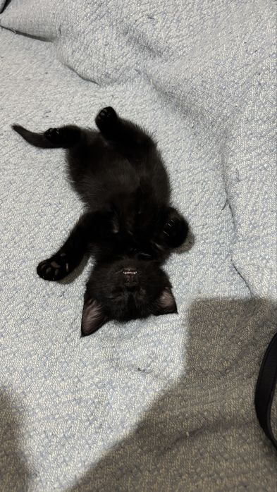 Котенок 1,5месяцев