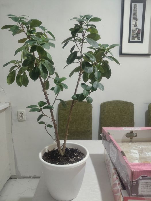 Комнатное растение