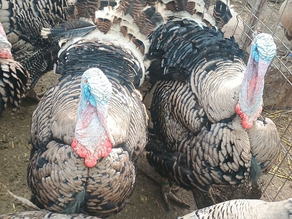 Ouă de curci Narragansett