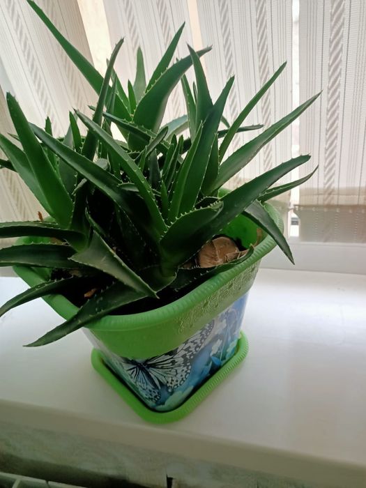 Цветы комнатные красивые