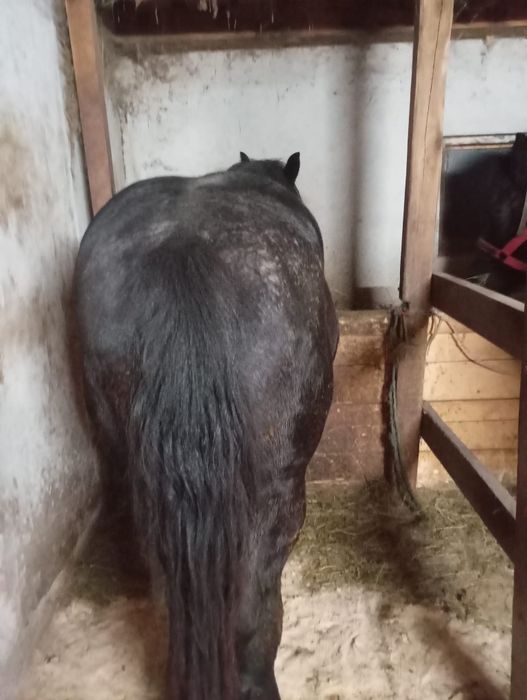 Vând armăsar de 2 anii