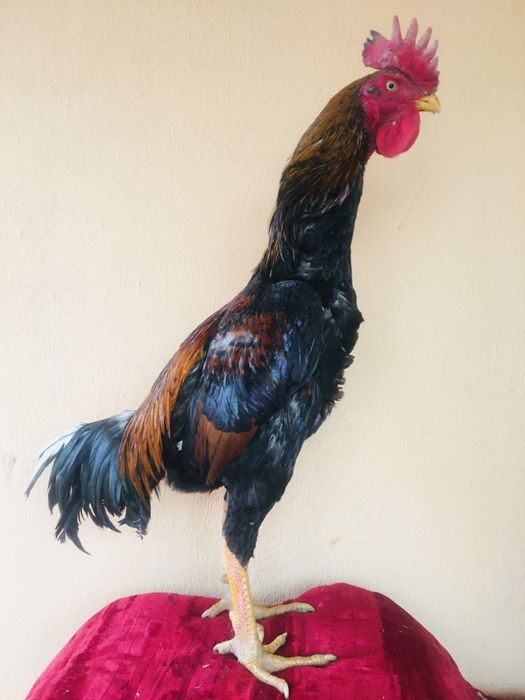 Seks qiz va santexniklar