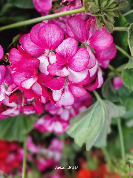 Пеларгония срезом