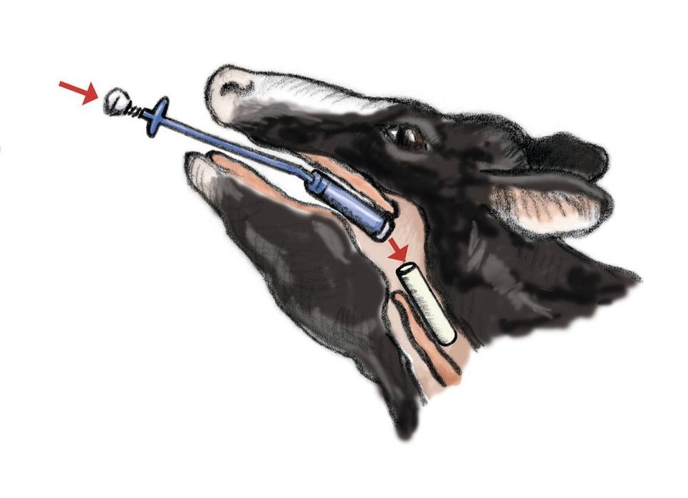 Qoramollar uchun magnitli zont.