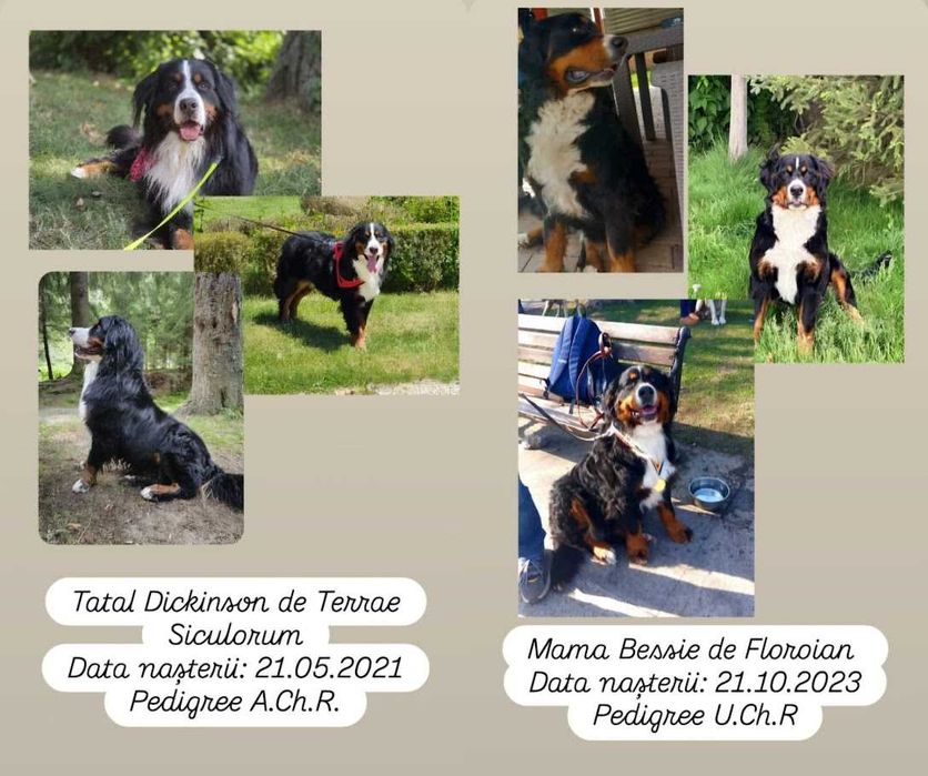3 femele Ciobănesc de Berna - Pedigree UCHR