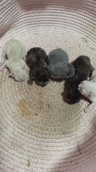 Кошка с 5 котятами ищет добрые руки