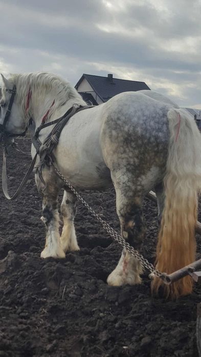 Armăsar  9 ani blând