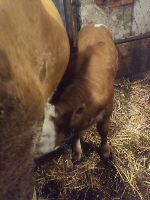 De vânzare vacă și vitea