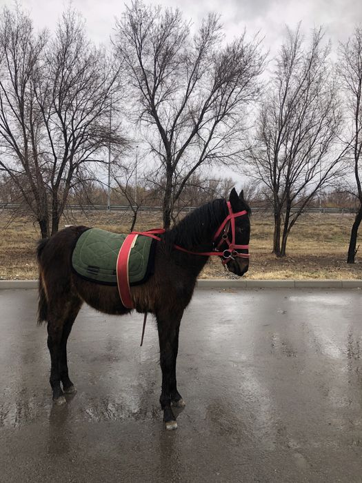 Айрподс гарант қарагер ат болады