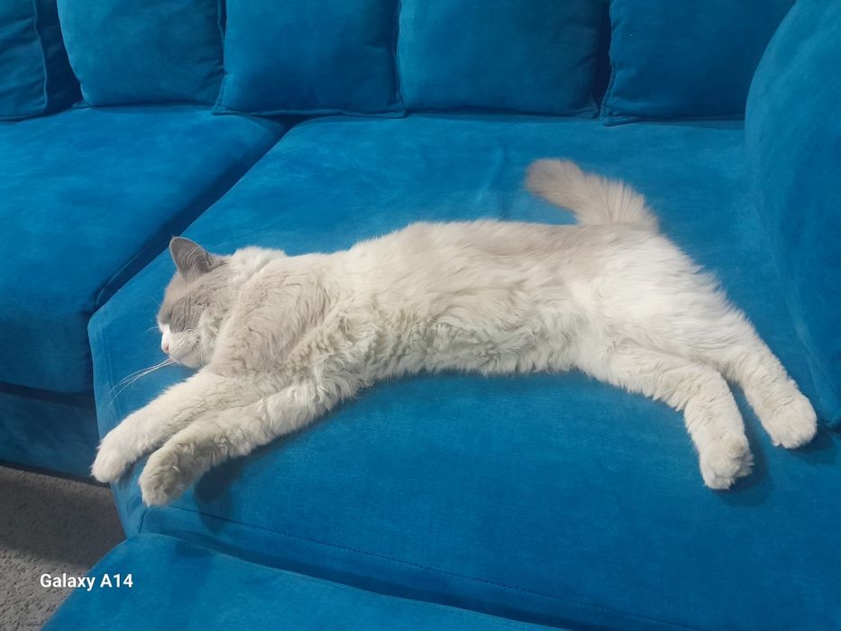 Продаётся Регдолл кот