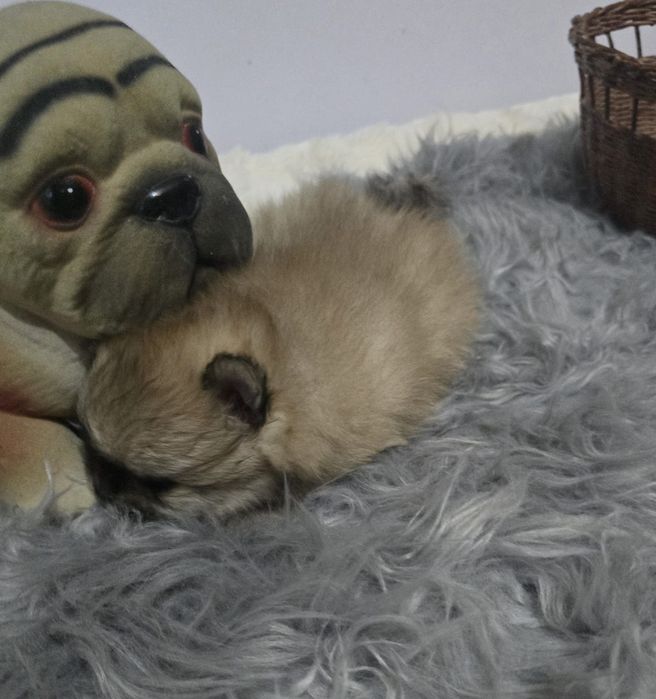 Мальчик Померанский шпиц