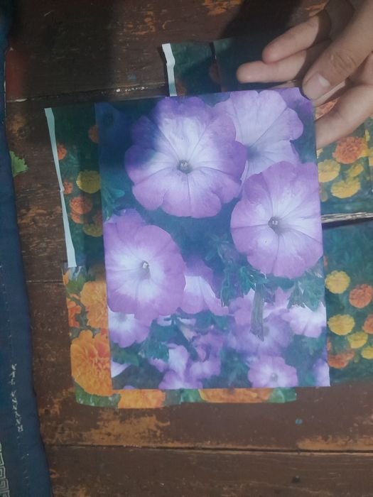 Shafran urug' / tagetes urug' / petunia urug'