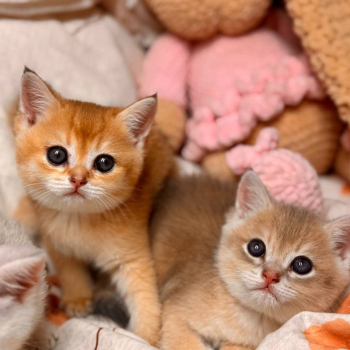 Британские короткошорстные шиншиллы