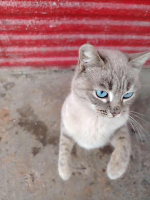 Кошечка ищет тёплый  дом