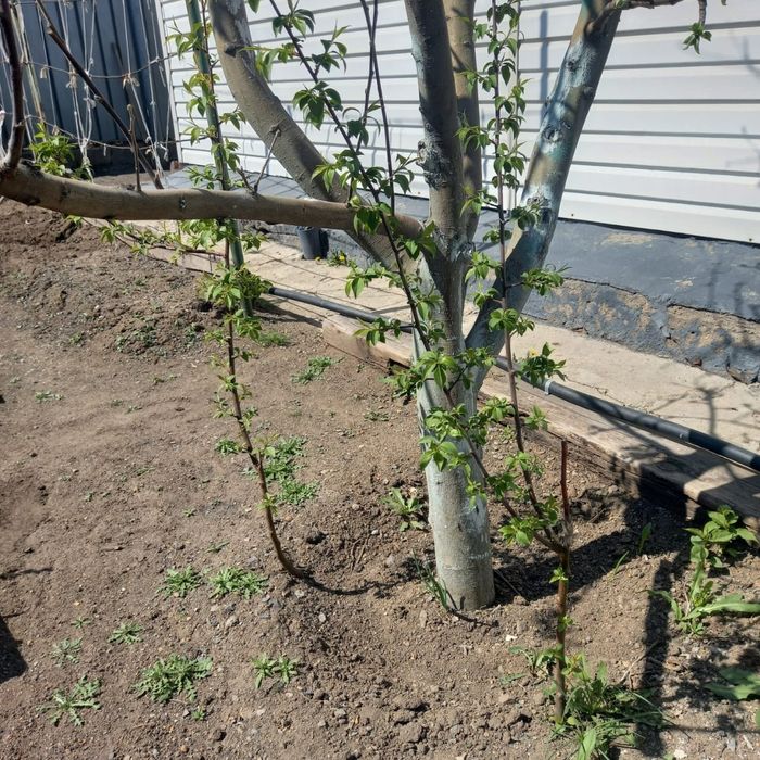 Саженцы, яблоня, вишня,герань