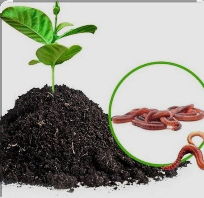 Biogumus sotaman sifati alo darajada