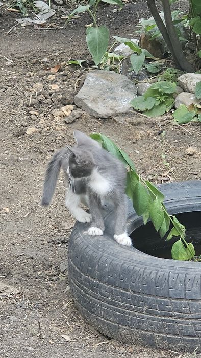 котята крысыловы