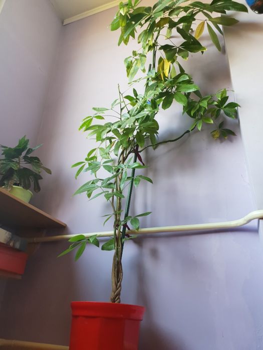 Пахира крупнолистная