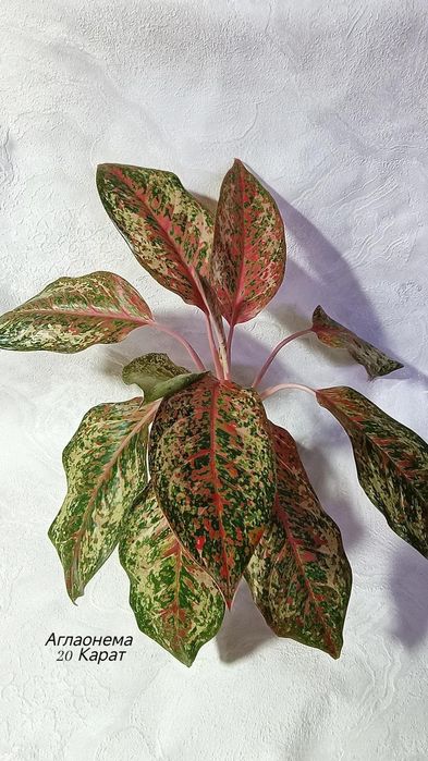 Аглаонемы (взрослые), от 2500 тг