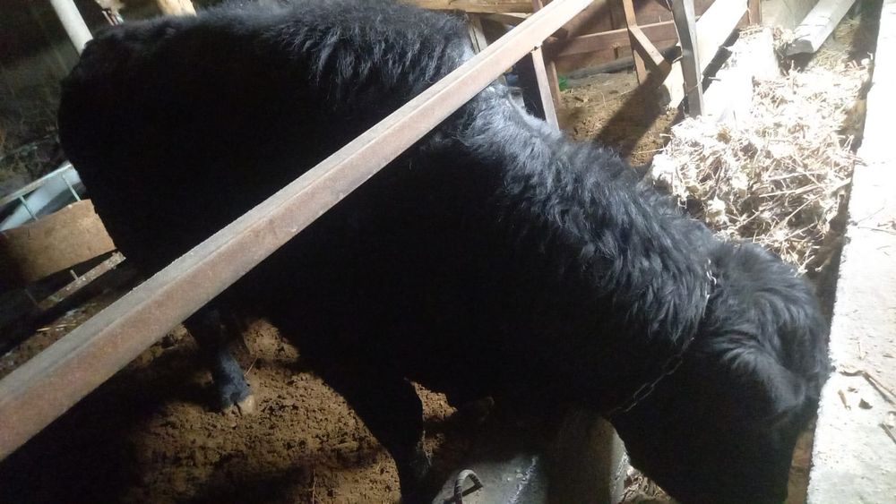 Быки быки быки быки