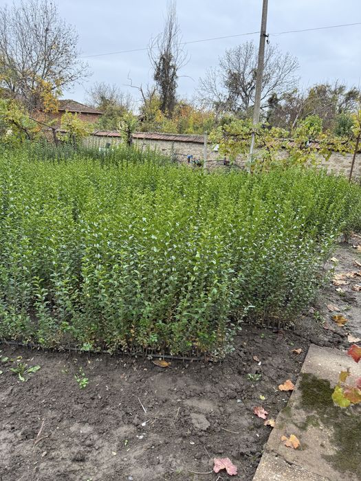 Лигуструм - височина средно 0,60 см