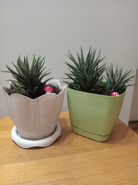 Продам комнатные растения