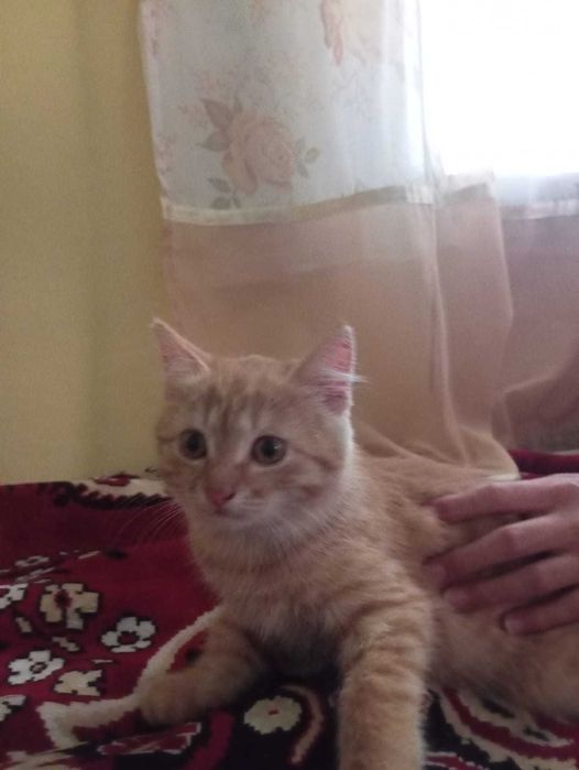 Отдам котенка в добрые руки