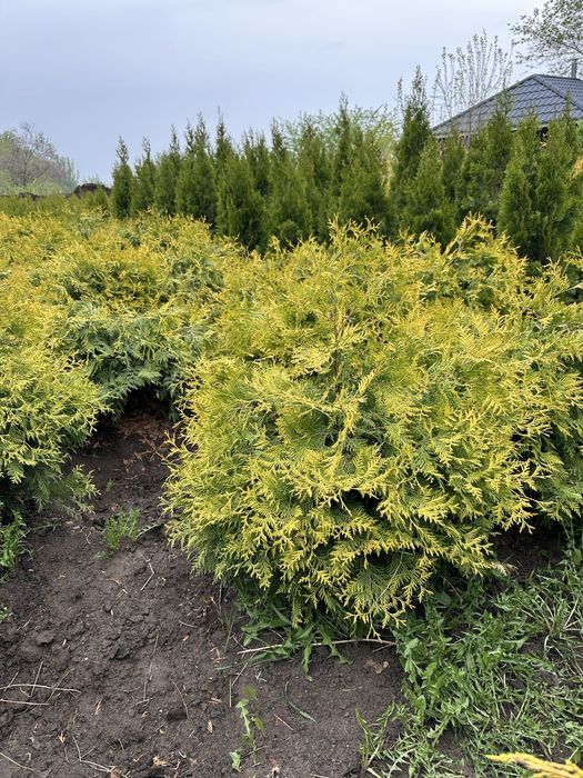 Продажа хвойных деревьев,