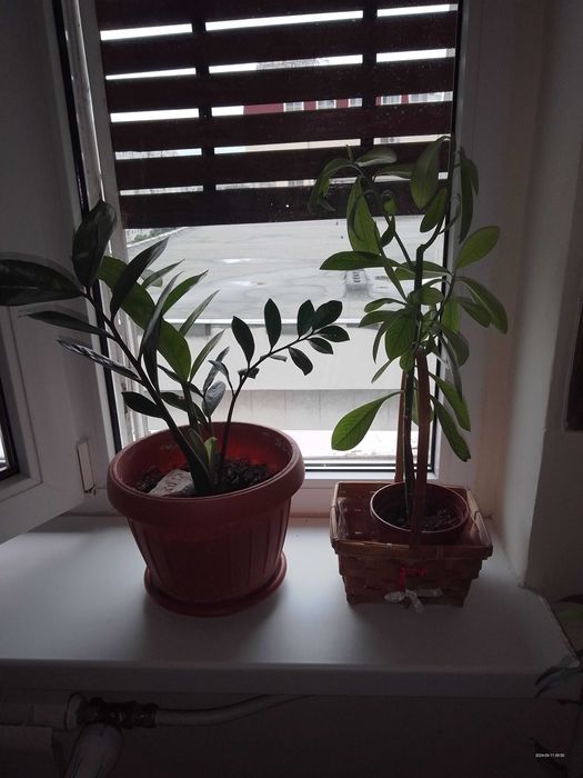 plante pentru locuinta