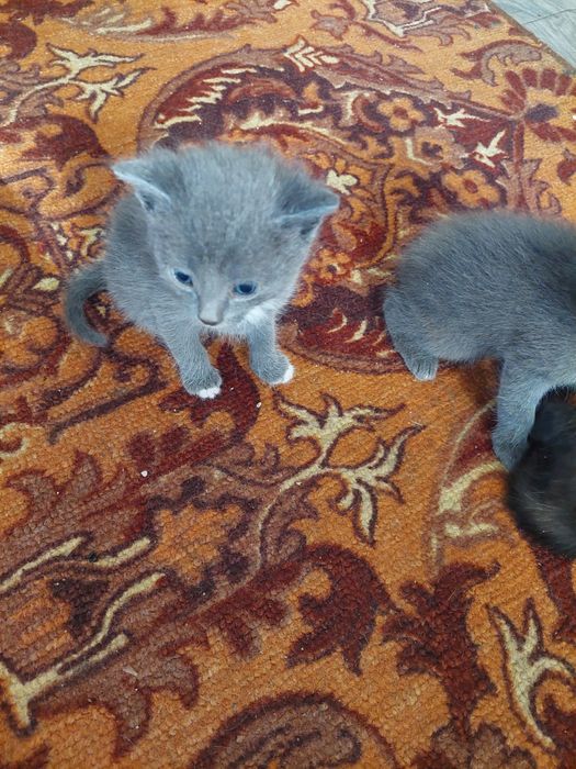 Котята в добрые руки