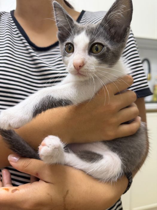 котенок мальчик 1-2 месяца