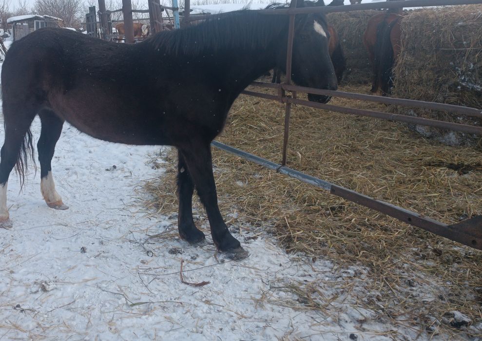 Продам кобылу ,.