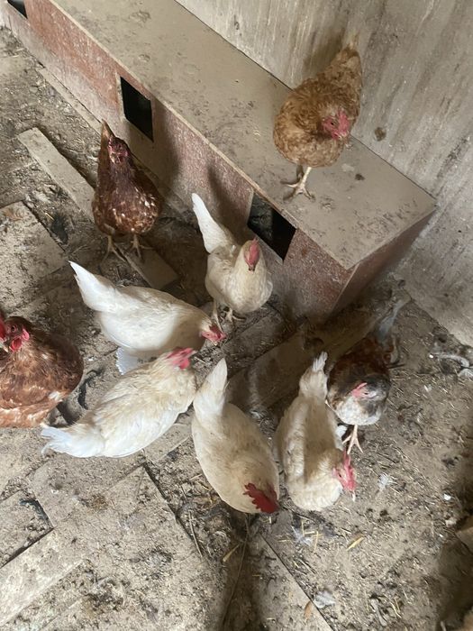 Продам кур и петухи