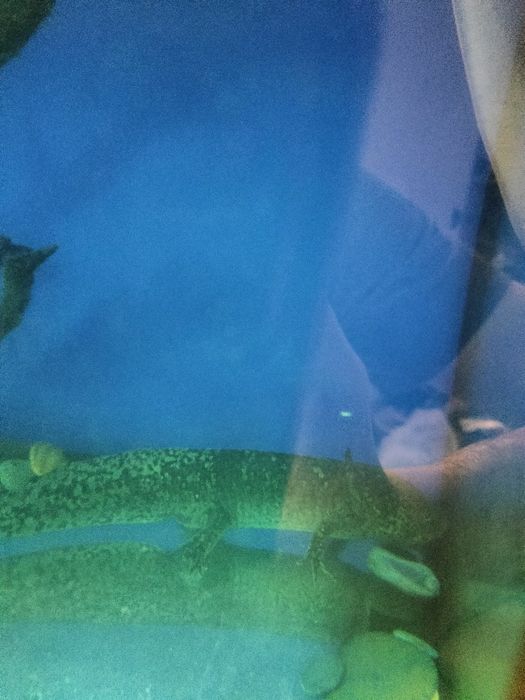 Аквариум 100л и 2 аксалотля