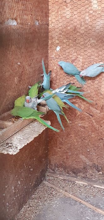 Vând micul alexandru