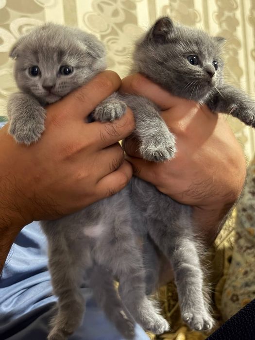 Котёнок,девочки скотиш фолд