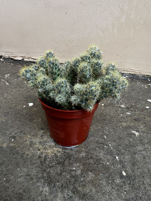 Кактус Mammillaria elongata