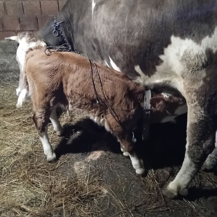 Vând vița de 5 săptămâni