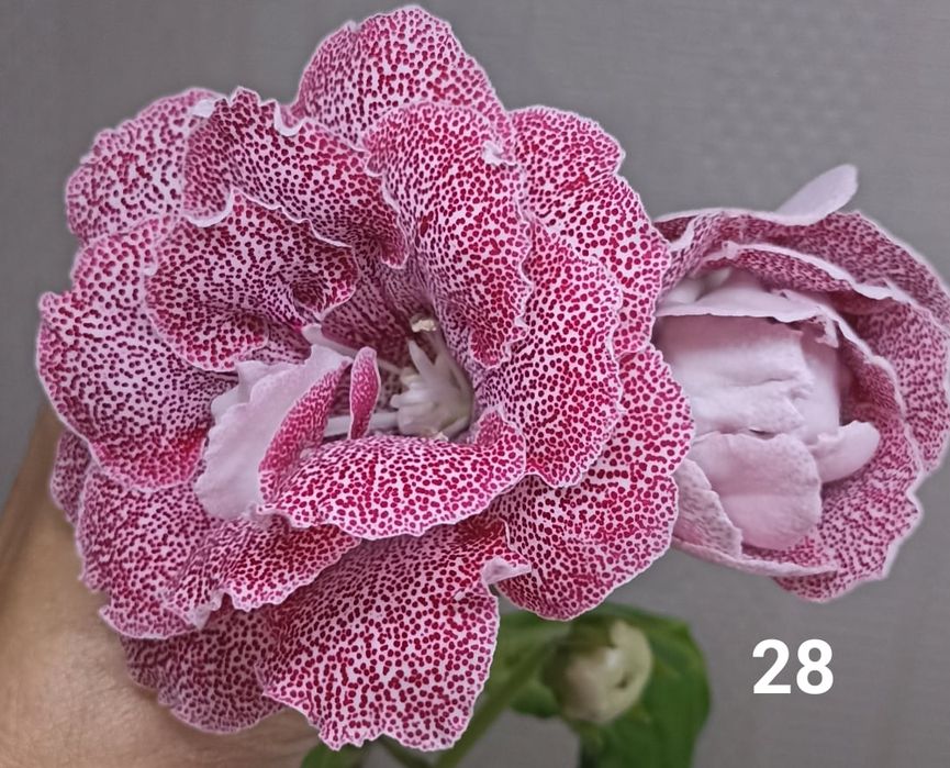 Семена глоксинии