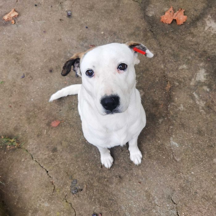 Сладко бяло куче търси своя човек