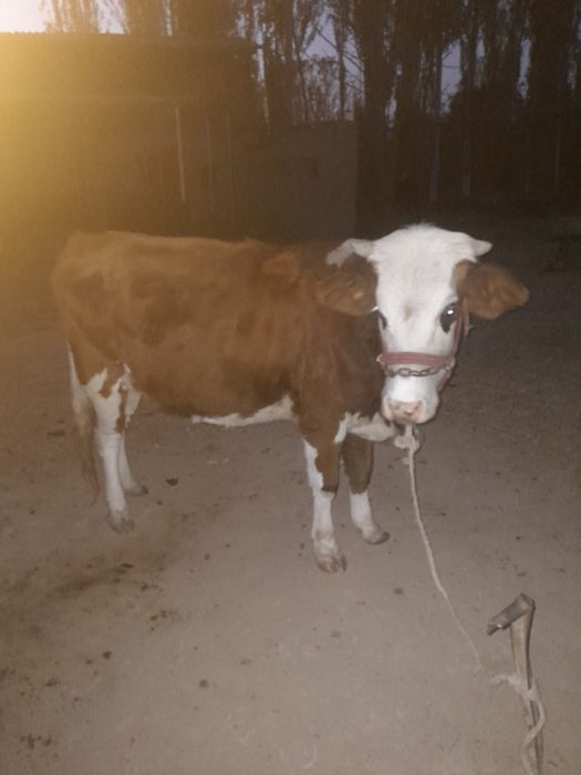 Гунажн сатылады ксыр