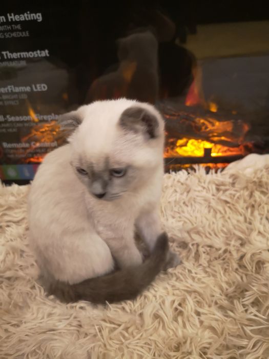 Шотландски и британски котенца