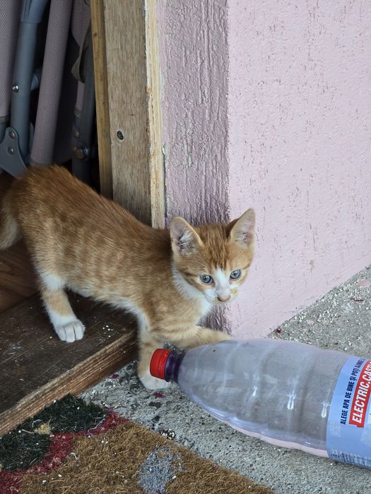 Adoptie pui pisica - Banesti, Prahova