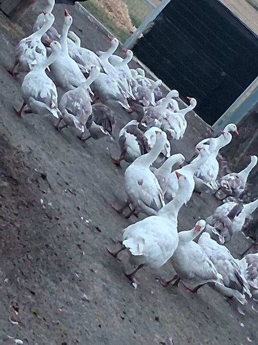 Vand Gâște si Rațe Mute
