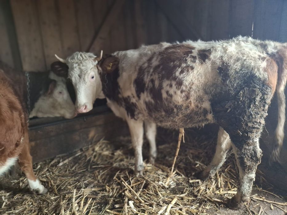 Vând 3 junici si o vaca