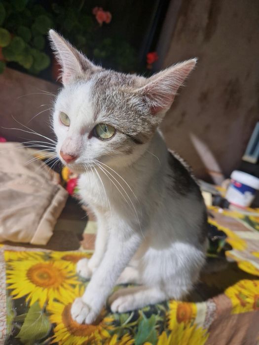 Donez o pisică, este femela.