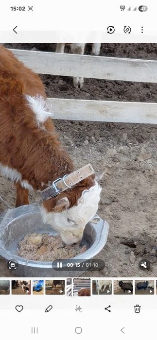 Бузаулы сиыр сатылады