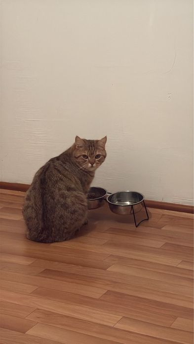 Отдам кота в хорошие руки