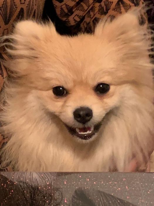 Ищу кобеля для вязки (шпиц)