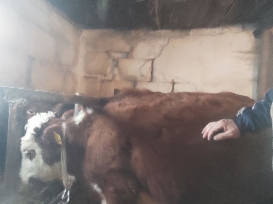 Продам тёлочек 1 год.